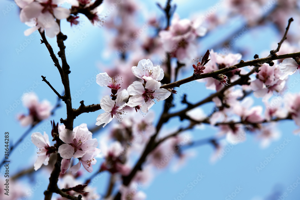 Spring blooming tree on a street Spring blooming tree on a street