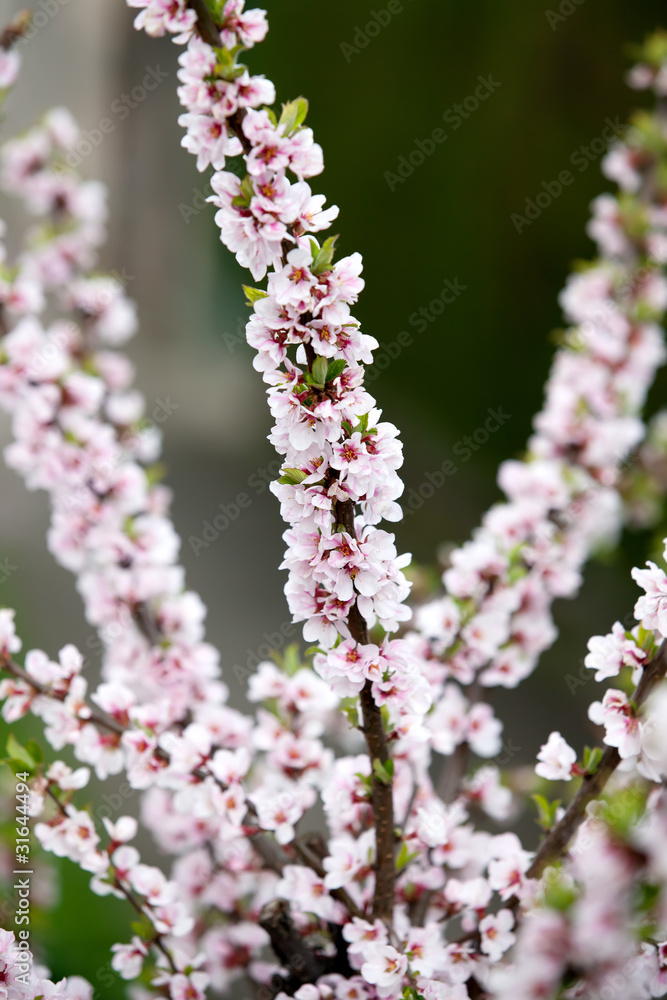 Spring blooming tree on a street Spring blooming tree on a street