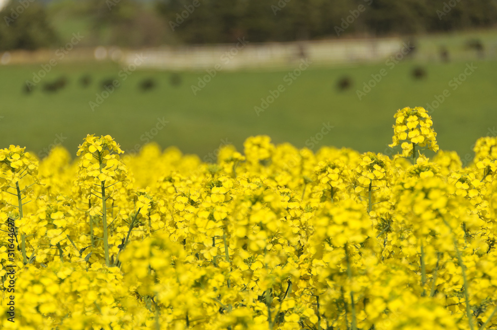 Fototapeta premium 菜の花畑と放牧牛