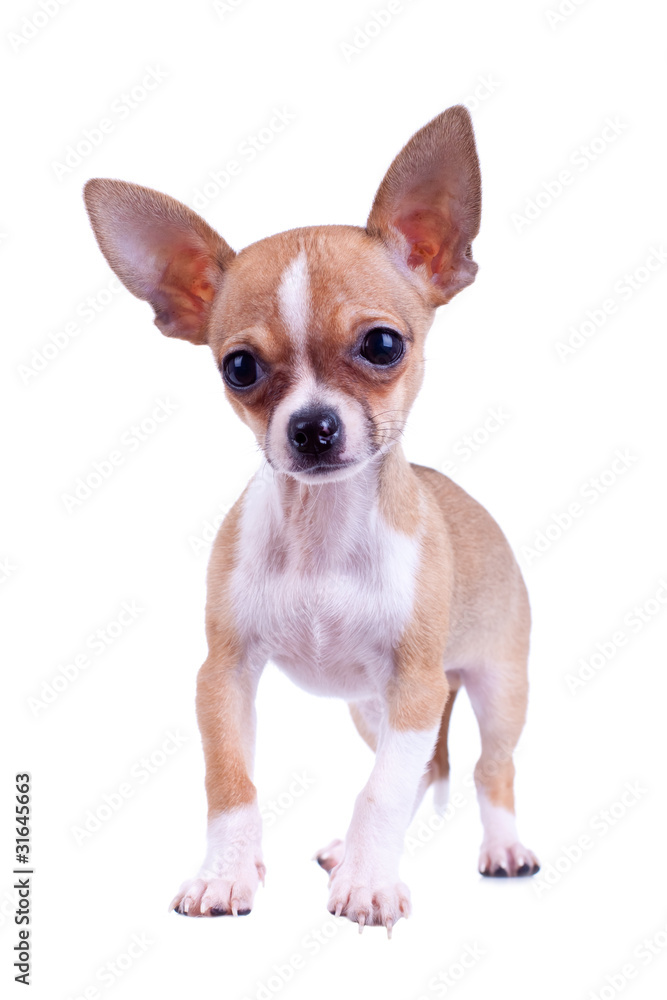 curious puppy Chihuahua curious puppy Chihuahua