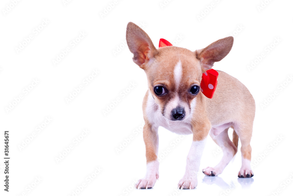 Chihuahua wearing bowtie