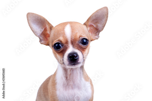 expressive portrait Chihuahua puppy © Viorel Sima