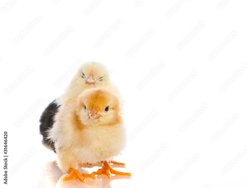Obraz premium Cute little baby chicken against white background