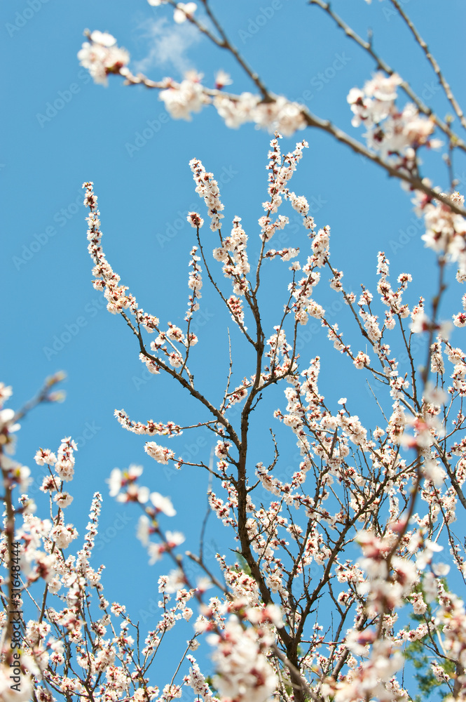 Blossoming branches of a tree