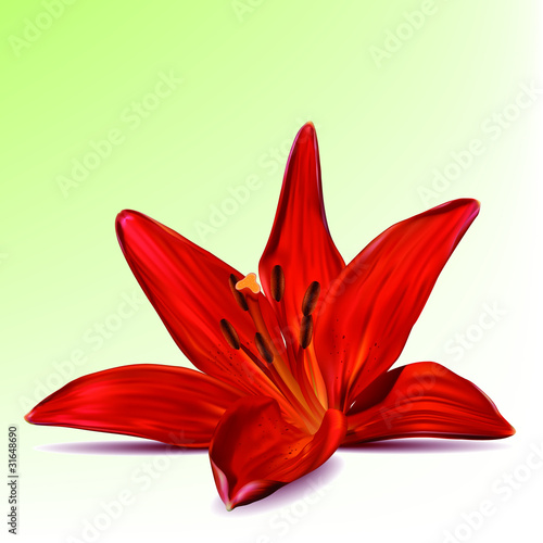 Photo-realistic vector beautiful red lily