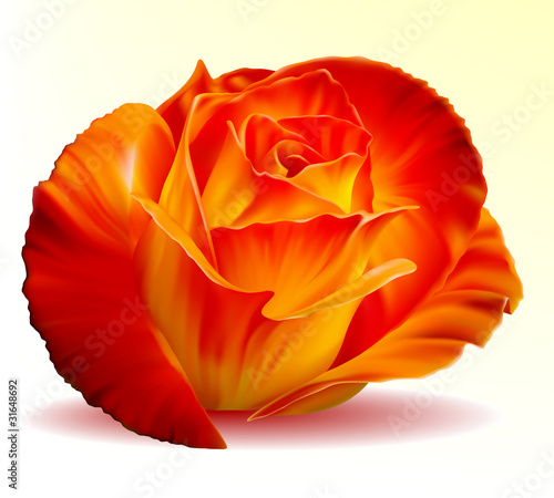 Vector photo-realistic red rose on a white background