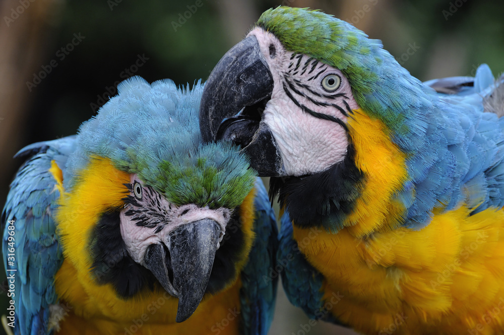 Naklejka premium ルリコンゴウインコ