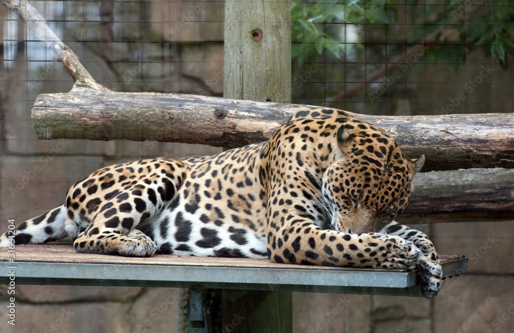 jaguar jaguar