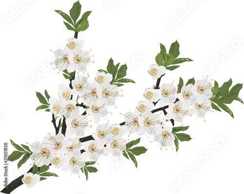 white flowers sakura isolated branch