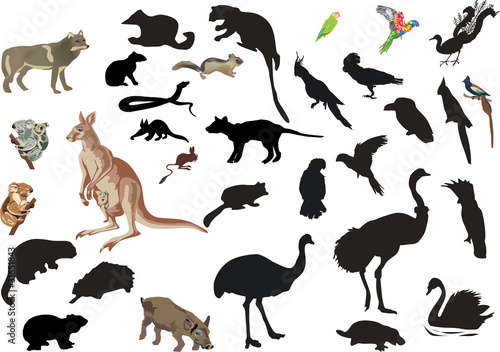 set of australian animals and birds on white