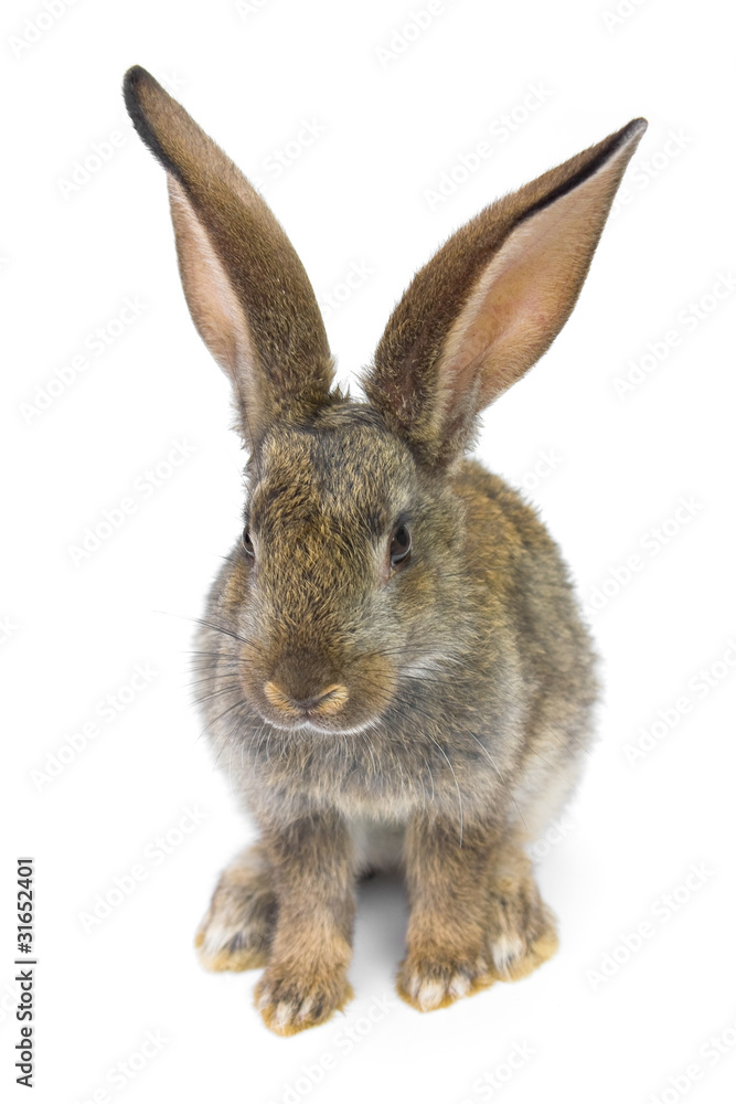 Obraz premium gray rabbit
