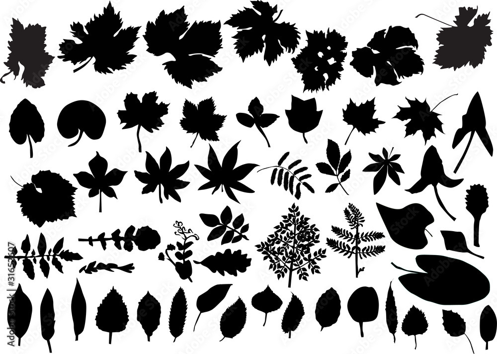 Plakat set of isolated leaves silhouettes