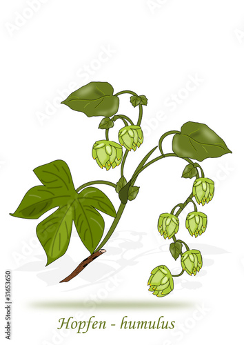 Hopfen Illustration