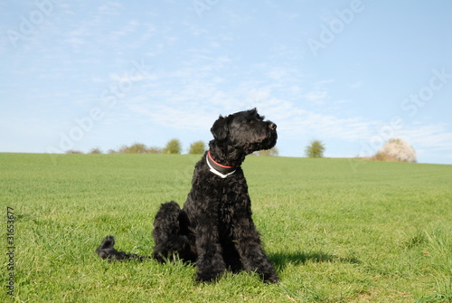 Himmelhund Terrier schwarz im Feld mit Himmel
