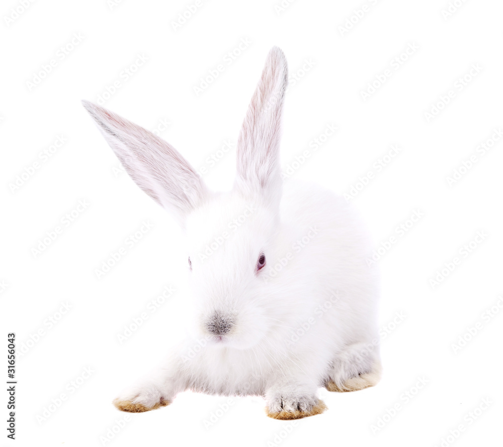 rabbit rabbit