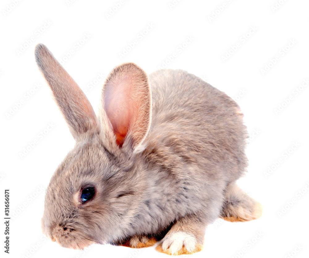 rabbit rabbit