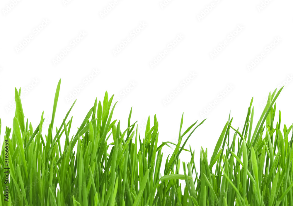 Grass Grass