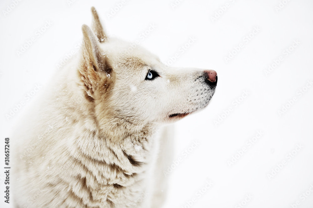 Obraz premium big dog