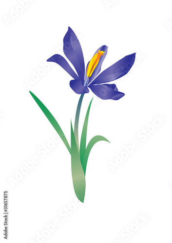 vector violet flowe spring crocus