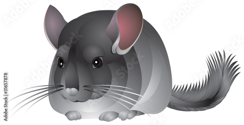 Chinchilla in vector