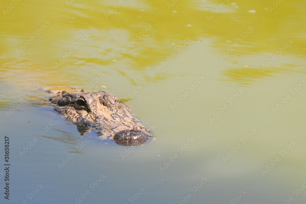 Alligator, Everglades Alligator, Everglades