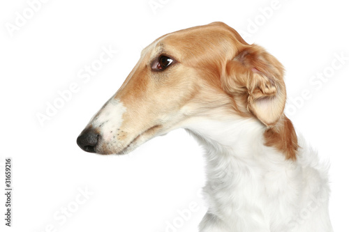 Valokuva Russian Borzoi - Wolfhound dog. Head profile close-up portrait
