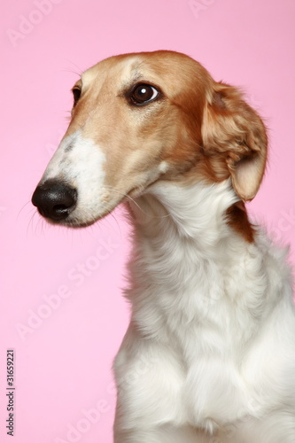 Russian Borzoi puppy  5 months  Close-up portrait