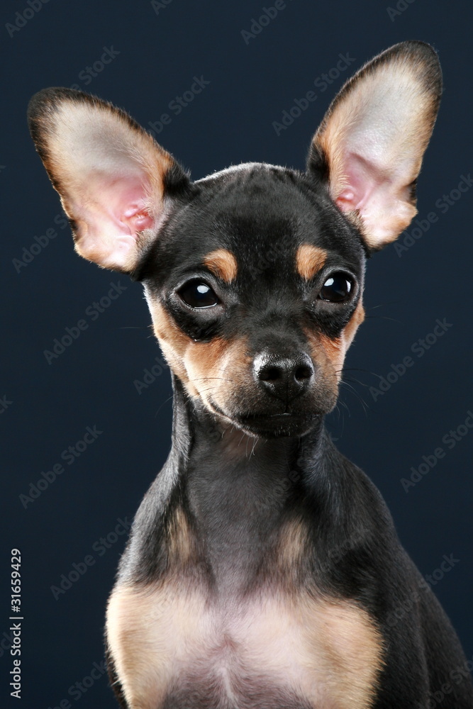 Russian toy terrier puppy portrait