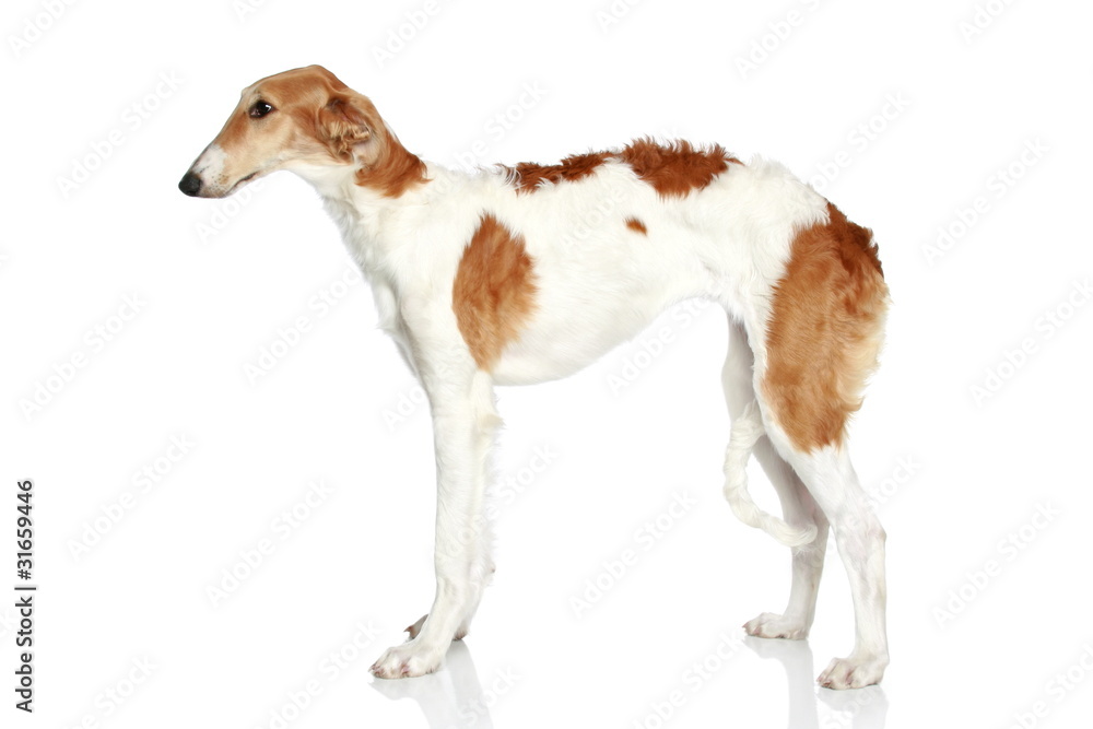 Russian Borzoi puppy (5 months). Side view Russian Borzoi puppy (5 months). Side view