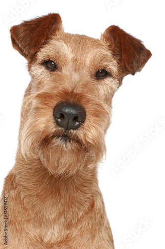 Irish terrier. Dog portrait