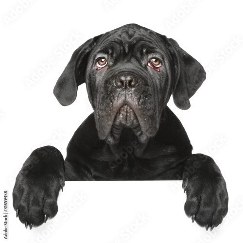Cane Corso puppy gets out of the box