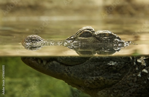 Crocodile in a water