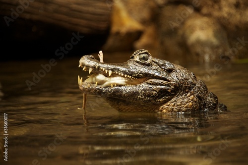 Crocodile eating a mouse