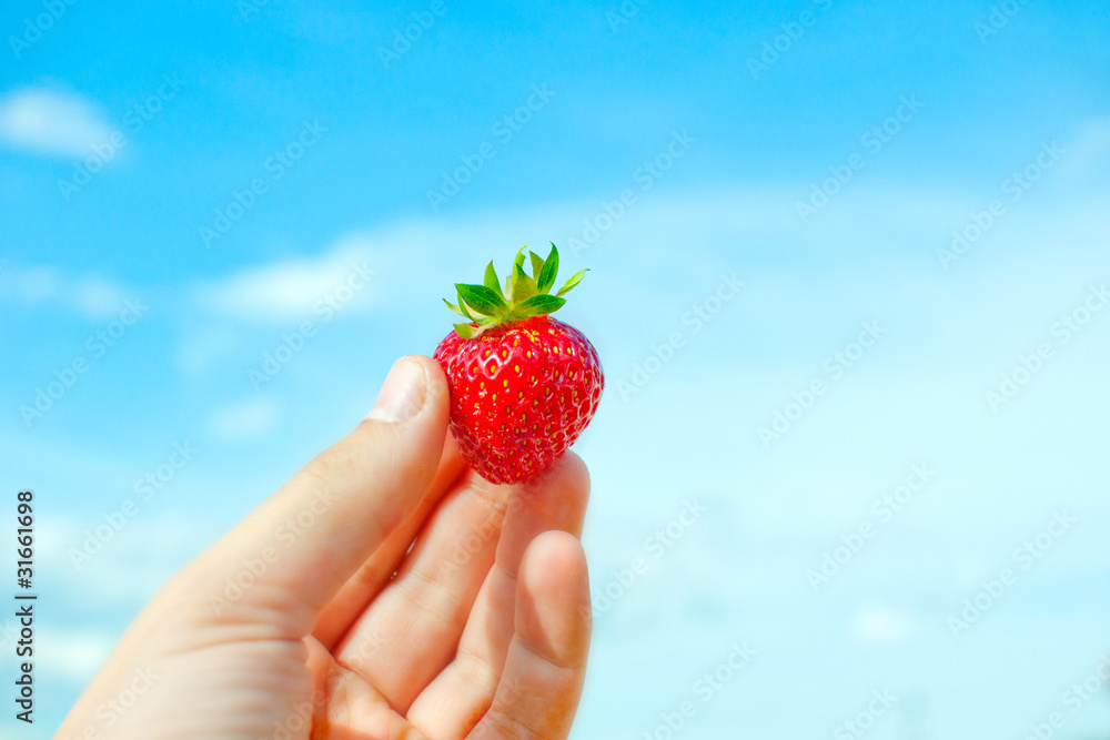 Obraz premium Red strawberry in humand hand.