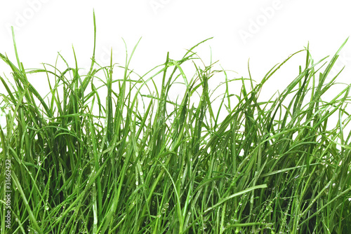 fresh green grass with dew drops