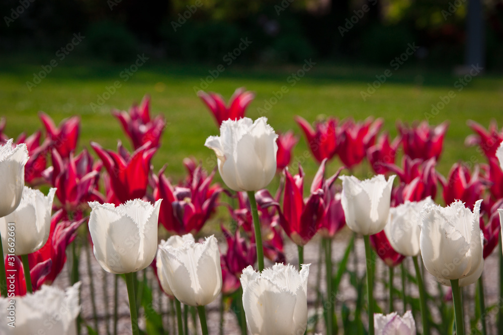 white tulip