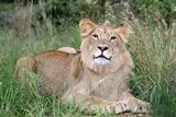 Wild Lion in African Grass Land