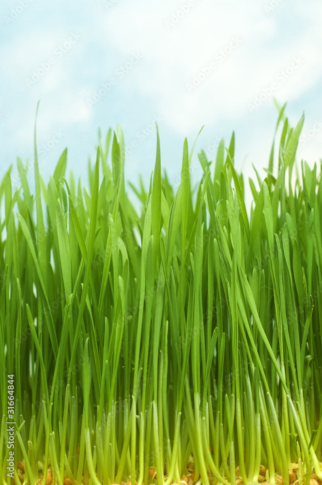 Wheat sprouts Wheat sprouts