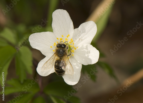 Apis - bee and Anemone