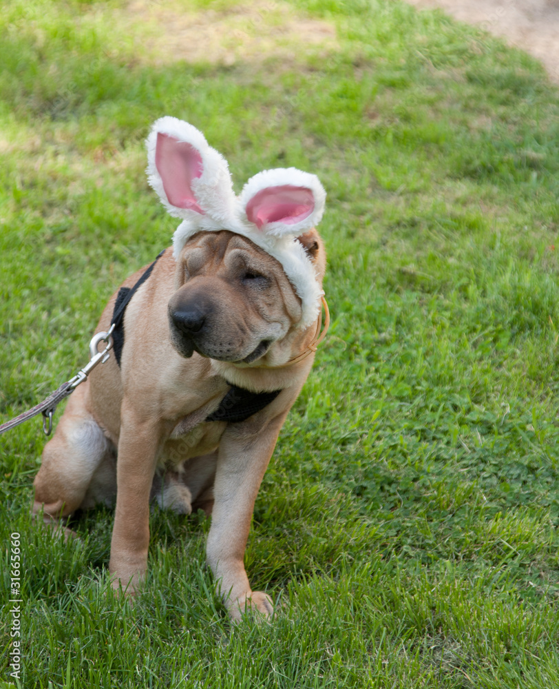 easter dog