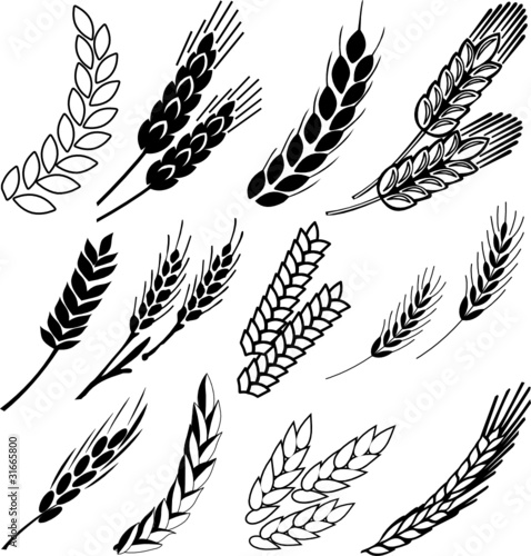 wheat ears