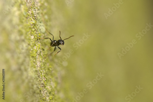 Black ant © Gucio_55
