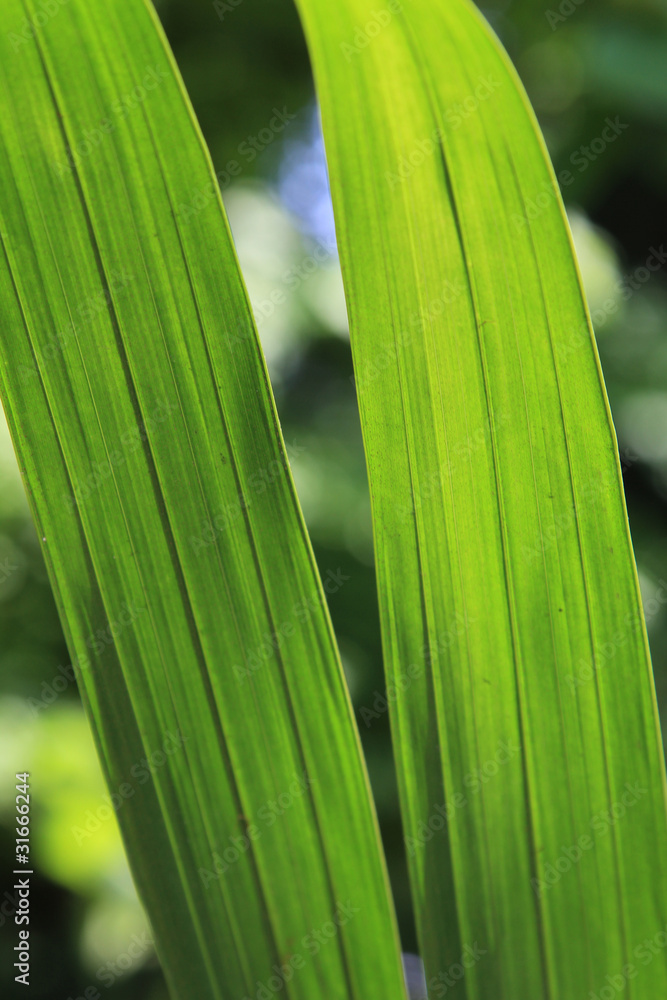 foglie trasparenze di verde