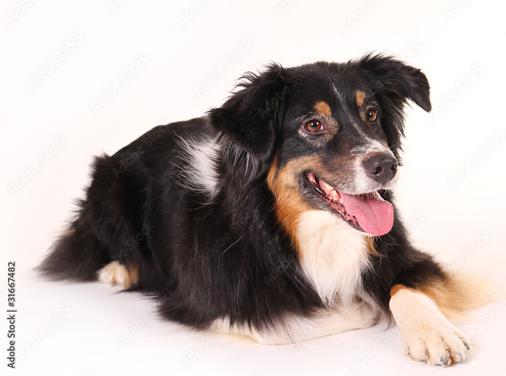 Australian shepherd Australian shepherd