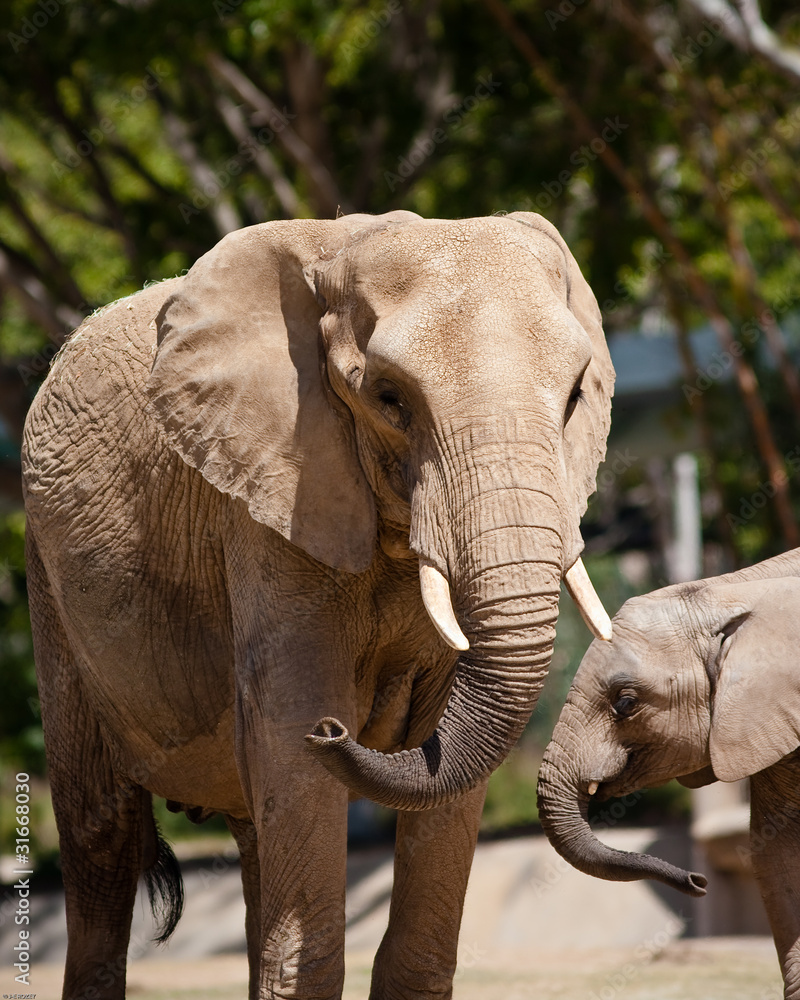 Naklejka premium African Elephants