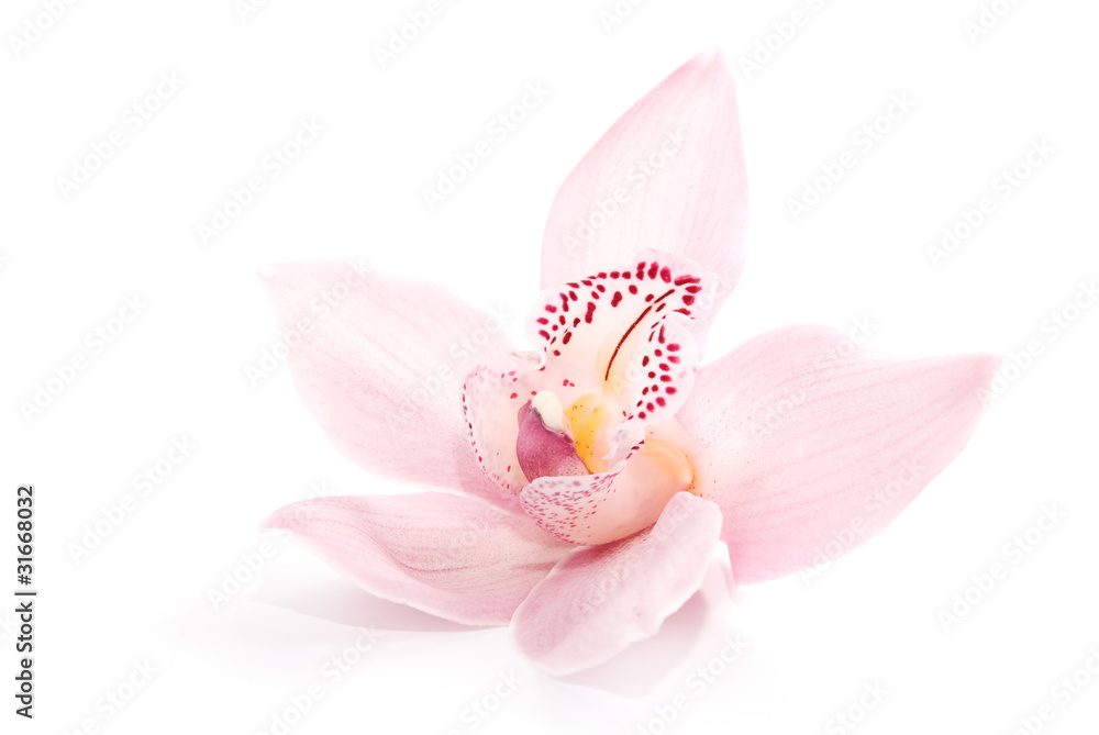Naklejka premium różowa orchidea na białym tle