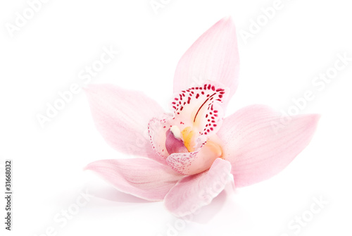 rosy orchid isolated on white background