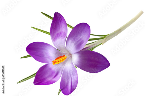 Single Crocus Flower