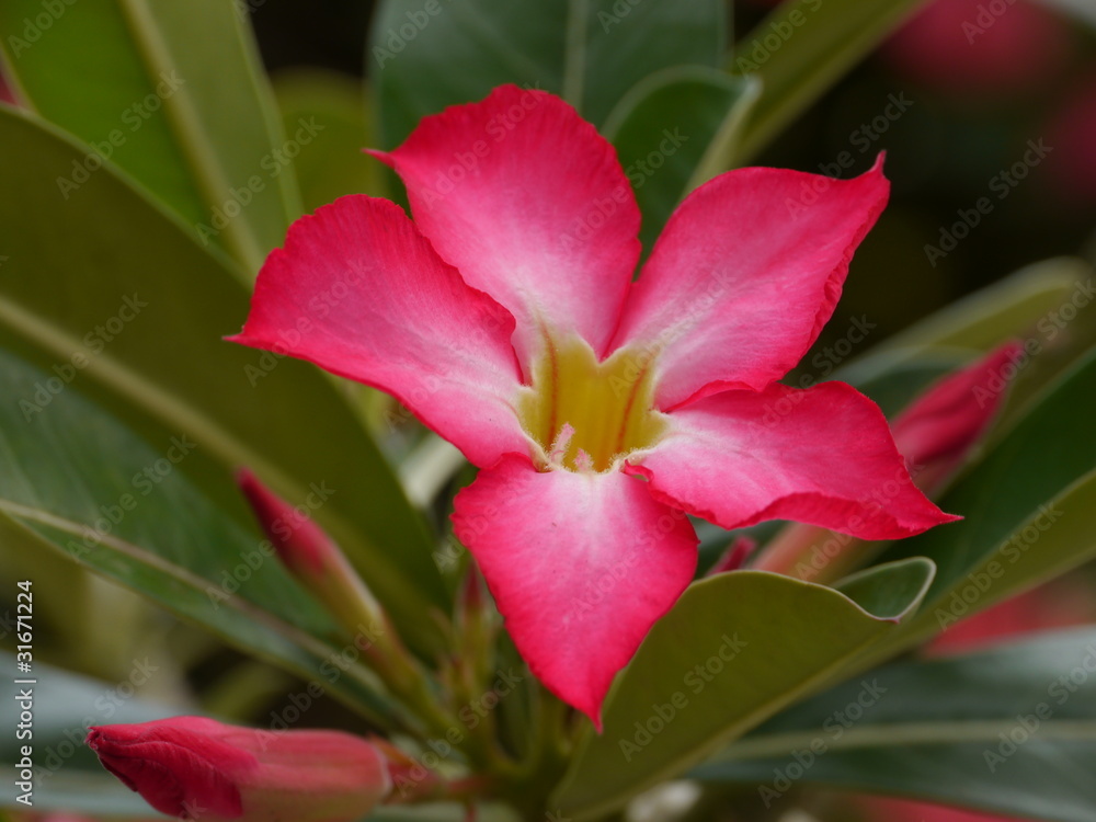 Desert Rose, Impala Lily