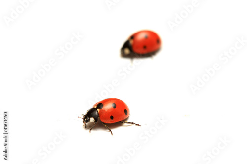 coccinelle © guy